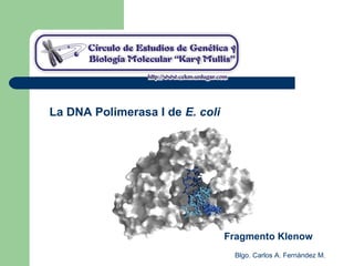 Blgo. Carlos A. Fernández M.
La DNA Polimerasa I de E. coli
Fragmento Klenow
 