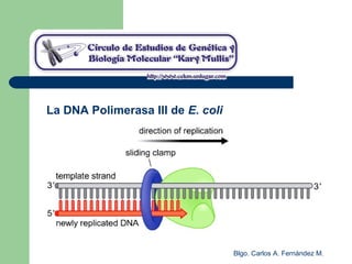 Blgo. Carlos A. Fernández M.
La DNA Polimerasa III de E. coli
 
