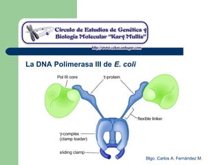 Blgo. Carlos A. Fernández M.
La DNA Polimerasa III de E. coli
 