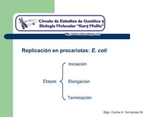 Blgo. Carlos A. Fernández M.
Replicación en procariotas: E. coli
Etapas
Iniciación
Terminación
Elongación
 