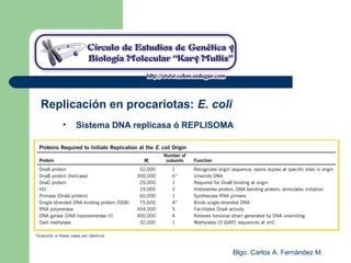 Blgo. Carlos A. Fernández M.
Replicación en procariotas: E. coli
• Sistema DNA replicasa ó REPLISOMA
 