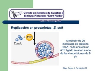 Blgo. Carlos A. Fernández M.
Replicación en procariotas: E. coli
Alrededor de 20
moléculas de proteína
DnaA, cada una con un
ATP ligado se unen a una
de las 4 repeticiones de 9
pb
 