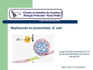 Blgo. Carlos A. Fernández M.
Luego, las tres secuencias de 13
pb se desnaturalizan de manera
secuencial
Replicación en procariotas: E. coli
 
