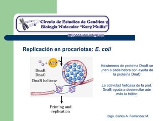 Blgo. Carlos A. Fernández M.
Replicación en procariotas: E. coli
Hexámeros de proteína DnaB se
unen a cada hebra con ayuda de
la proteína DnaC
La actividad helicasa de la prot.
DnaB ayuda a desenrollar aún
más la hélice
 