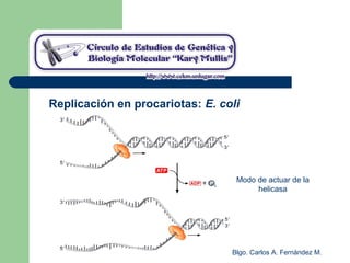 Blgo. Carlos A. Fernández M.
Replicación en procariotas: E. coli
Modo de actuar de la
helicasa
 