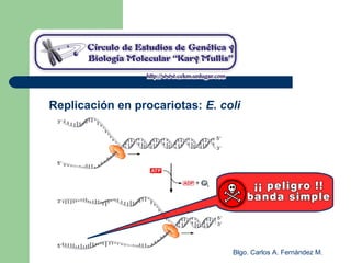 Blgo. Carlos A. Fernández M.
Replicación en procariotas: E. coli
 