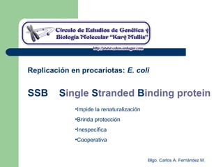 Blgo. Carlos A. Fernández M.
Replicación en procariotas: E. coli
SSB Single Stranded Binding protein
•Impide la renaturalización
•Brinda protección
•Inespecífica
•Cooperativa
 