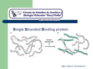 Blgo. Carlos A. Fernández M.
Single Stranded Binding protein
 