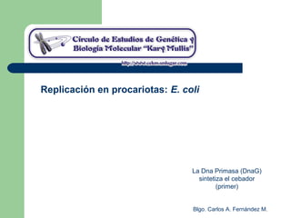 Blgo. Carlos A. Fernández M.
Replicación en procariotas: E. coli
La Dna Primasa (DnaG)
sintetiza el cebador
(primer)
 