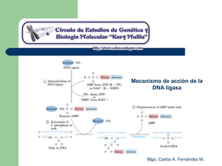Blgo. Carlos A. Fernández M.
Mecanismo de acción de la
DNA ligasa
 