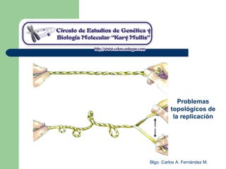 Blgo. Carlos A. Fernández M.
Problemas
topológicos de
la replicación
 