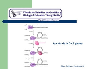Blgo. Carlos A. Fernández M.
Acción de la DNA girasa
 