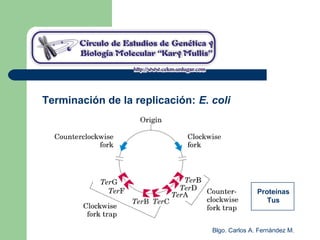Blgo. Carlos A. Fernández M.
Terminación de la replicación: E. coli
Proteínas
Tus
 