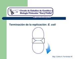 Blgo. Carlos A. Fernández M.
Terminación de la replicación: E. coli
 
