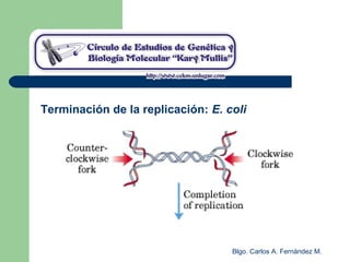 Blgo. Carlos A. Fernández M.
Terminación de la replicación: E. coli
 
