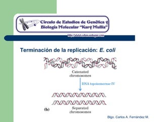 Blgo. Carlos A. Fernández M.
Terminación de la replicación: E. coli
 
