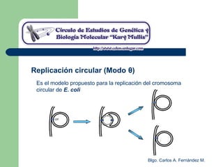 Blgo. Carlos A. Fernández M.
Replicación circular (Modo θ)
Es el modelo propuesto para la replicación del cromosoma
circular de E. coli
 