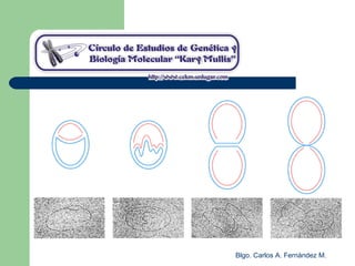 Blgo. Carlos A. Fernández M.
 