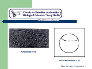Blgo. Carlos A. Fernández M.
Autoradiografía
Intermediario tetha (θ)
 