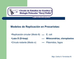 Blgo. Carlos A. Fernández M.
•Replicación circular (Modo θ) E. coli
•Lazo D (D-loop) Mitocondrias, cloroplastos
•Círculo rodante (Modo σ) Plásmidos, fagos
Modelos de Replicación en Procariotas:
 
