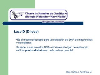 Blgo. Carlos A. Fernández M.
Lazo D (D-loop)
•Es el modelo propuesto para la replicación del DNA de mitocondrias
y cloroplastos.
Se debe a que en estos DNAs circulares el origen de replicación
está en puntos distintos en cada cadena parental.
 