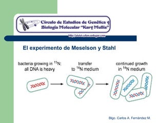 Blgo. Carlos A. Fernández M.
El experimento de Meselson y Stahl
 