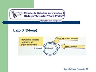Blgo. Carlos A. Fernández M.
Lazo D (D-loop)
 
