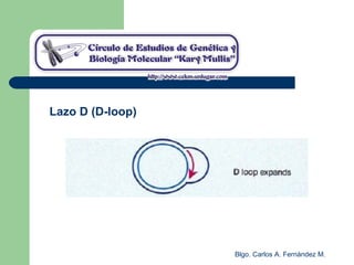 Blgo. Carlos A. Fernández M.
Lazo D (D-loop)
 