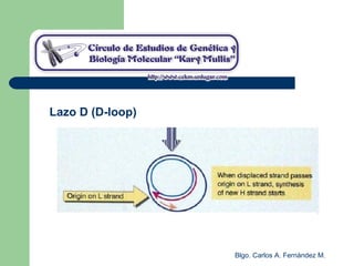 Blgo. Carlos A. Fernández M.
Lazo D (D-loop)
 