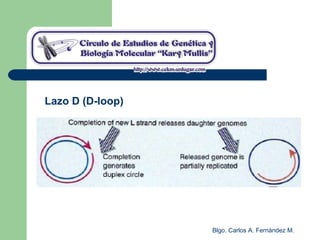 Blgo. Carlos A. Fernández M.
Lazo D (D-loop)
 