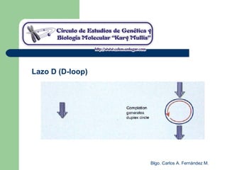 Blgo. Carlos A. Fernández M.
Lazo D (D-loop)
 