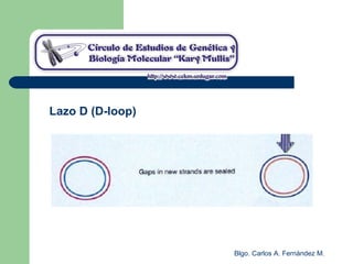 Blgo. Carlos A. Fernández M.
Lazo D (D-loop)
 