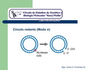 Blgo. Carlos A. Fernández M.
Círculo rodante (Modo σ)
 