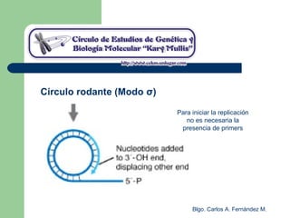 Blgo. Carlos A. Fernández M.
Círculo rodante (Modo σ)
Para iniciar la replicación
no es necesaria la
presencia de primers
 