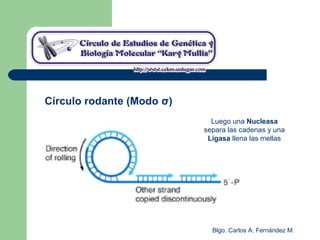 Blgo. Carlos A. Fernández M.
Círculo rodante (Modo σ)
Luego una Nucleasa
separa las cadenas y una
Ligasa llena las mellas
 