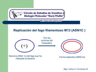 Blgo. Carlos A. Fernández M.
Replicación del fago filamentoso M13 (ADN1C )
Genoma (DNA 1c) del fago que ha
infectado la bacteria
Forma replicativa (DNA 2c)
Con las
enzimas del
hospedero
 