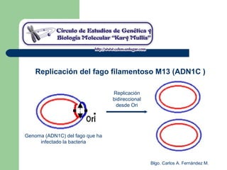 Blgo. Carlos A. Fernández M.
Replicación del fago filamentoso M13 (ADN1C )
Genoma (ADN1C) del fago que ha
infectado la bacteria
Replicación
bidireccional
desde Ori
 