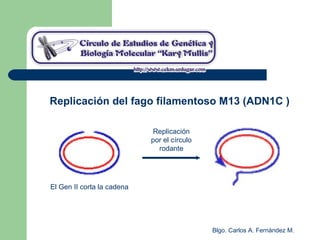 Blgo. Carlos A. Fernández M.
Replicación del fago filamentoso M13 (ADN1C )
El Gen II corta la cadena
Replicación
por el círculo
rodante
 