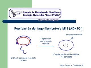 Blgo. Carlos A. Fernández M.
Replicación del fago filamentoso M13 (ADN1C )
El Gen II completa y corta la
cadena
Replicación
por el círculo
rodante
Circularización de la cadena
(+) completa
Empaquetamiento
 