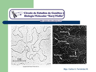 Blgo. Carlos A. Fernández M.
 