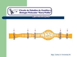 Blgo. Carlos A. Fernández M.
 