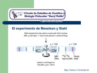 Blgo. Carlos A. Fernández M.
El experimento de Meselson y Stahl
 