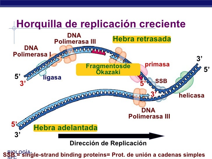 Replicación del ADN