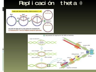 Replicación  theta  θ 