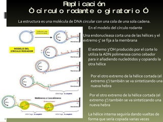 Replicación   “ círculo rodante o giratorio ” La estructura es una molécula de DNA circular con una cola de una sola cadena. En el modelo del círculo rodante  El extremo 3'OH producido por el corte lo utiliza la ADN polimerasa como cebador para ir añadiendo nucleótidos y copiando la otra hélice Una endonucleasa corta una de las hélices y el extremo 5' se fija a la membrana Por el otro extremo de la hélice cortada (el extremo 5') también se va sintetizando una nueva hebra Por el otro extremo de la hélice cortada (el extremo 5') también se va sintetizando una nueva hebra La hélice interna seguiría dando vueltas de forma que sería copiada varias veces  