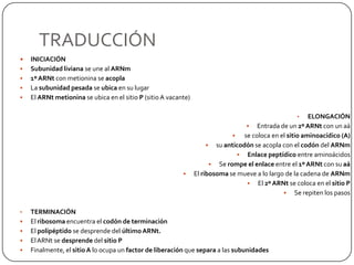 Se forma la burbuja de transcripción de 18 nucleótidos.