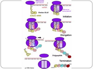 Se sintetiza a partir del número 10MADURACIÓNSe eliminan los intrones, por las RNPpn(ribonucleoproteínas) 