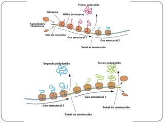 Las RNPpn y las ARN ligasas ensamblan los exones (splicing)TERMINACIÓNELONGACIÓNLa ARN po II llega la secuencia de terminación (UAG)