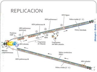 Se le añade al extremo 3’ una cola poli A polimerasa