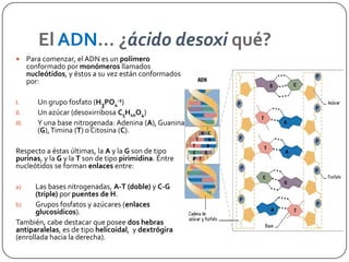 El ADN… ¿ácido desoxiqué?Para comenzar, el ADN es un polímero conformado por monómeros llamados nucleótidos, y éstos a su vez están conformados por:Un grupo fosfato (H3PO4-2)Un azúcar (desoxirribosa C5H10O4)Y una base nitrogenada: Adenina (A), Guanina (G), Timina (T) o Citosina (C).Respecto a éstas últimas, la A y la G son de tipo purinas, y la G y la T son de tipo pirimidina. Entre nucleótidos se forman enlaces entre:Las bases nitrogenadas, A-T (doble) y C-G (triple) por puentes de H.Grupos fosfatos y azúcares (enlaces glucosídicos).También, cabe destacar que posee dos hebras antiparalelas, es de tipo helicoidal,  y dextrógira (enrollada hacia la derecha).